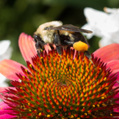 BumblebeeOnFlower-USDA-LanceCheung