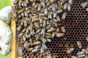 Honeybees-Hive-BrandonOConnor