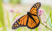 Monarch-USDA-LanceCheung