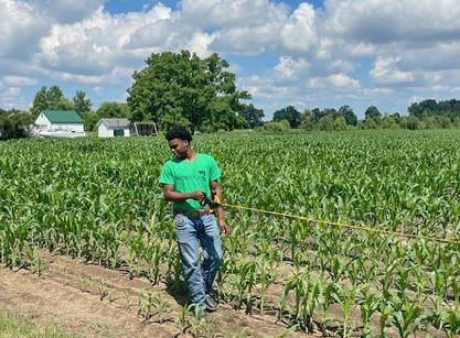 Royalty ID student measuring crop residue in Saginaw County.