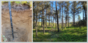 Left, soil pit showing profile of Grayling sand. Right, Stand of jack pine with a clearcut forest in the background.