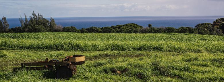 Island Harvest's Pūehuehu Farm in Kohala, Hawai‘i. 
