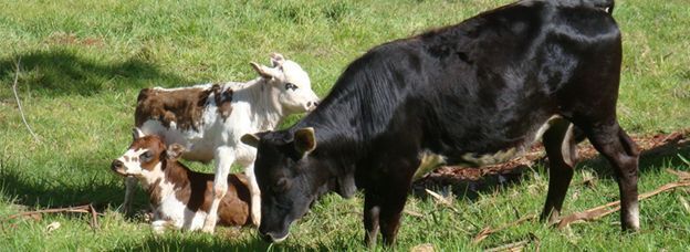 Photo of a cow with calves on pasture.
