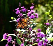 Butterfly on Ironweed