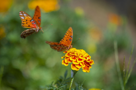 Butterlies and Flower