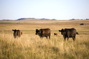 Rangeland in Adams County