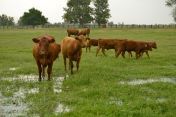 Calves on Pasture