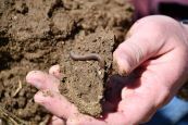 Soil Health