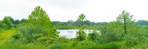 Wetland 