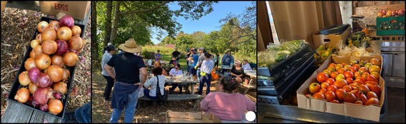 SNE Rural Development employees glean vegetables at Overlook Farm in MA for Feds Feed Families_091124