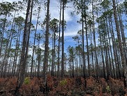 Forestry Stand NRCS EQIP-CSP news photo