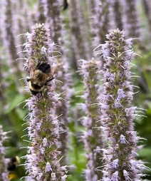 Rusty Patched Bee, found by University of Minnesota researcher, Dr. Elaine Evans