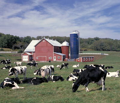 Dairy cattle grazing a field with a red barn in background