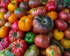 Variety of tomatoes in a bin