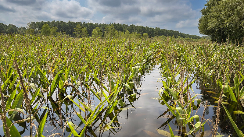 Flooded Corn Field