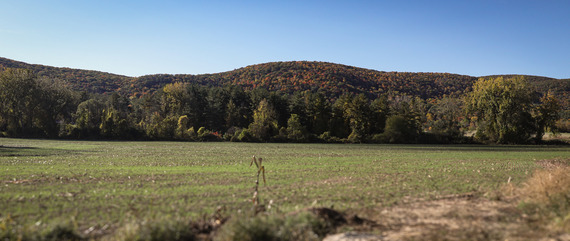 cover crop