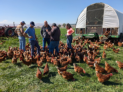 Brad McIntyre, guests and the mobile chicken coops