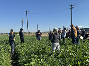 Checking out the cover crop at the McIntyre Farm Field Day