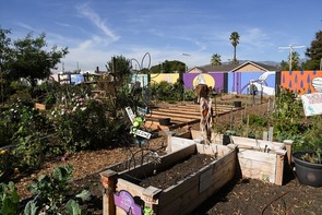 Urban garden with raised beds