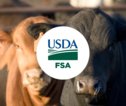 fsa-livestock-disaster
