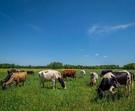 Cattle Grazing