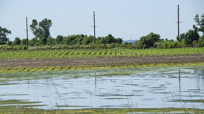 Flooded Field