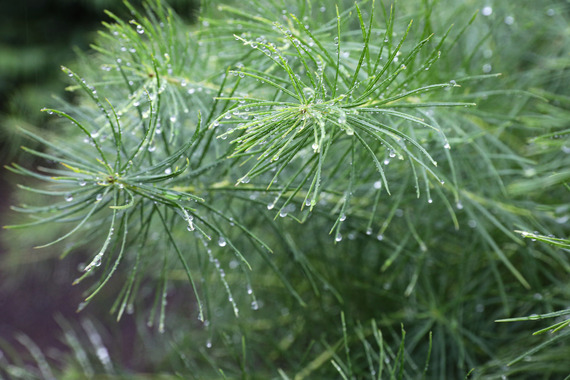 Closeup Image of Horsetail Plant