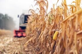 Combine picking corn