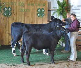 4H Members and their Show Cattle 