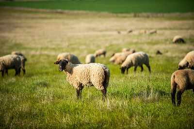 Sheep in a pasture