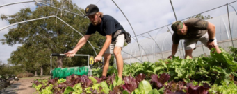 Men working in lettuce garden
