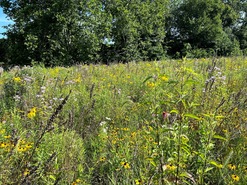 Field of native grasses