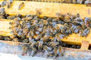 Honeybees