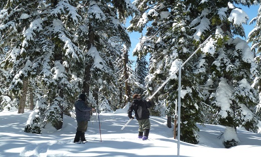 Snow Survey - hydrologist with a snow tube at a snow course