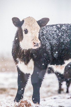 Calf in the snow