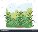 corn field