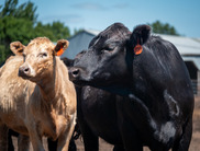 livestock cattle steer feedlot