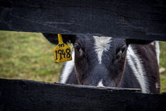 calf dairy cattle livestock usda flickr