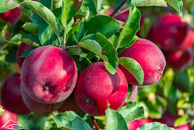 apples on tree flickr