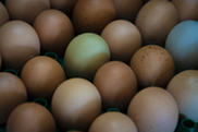 Eggs