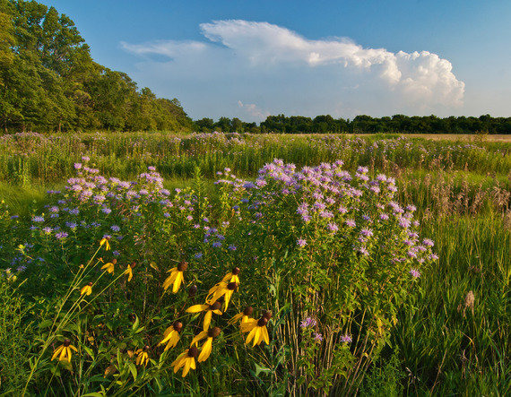 Native Plantings