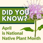 National Native Plant Month