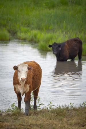 cows in water
