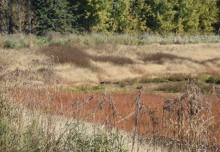 Pond used by the Sault Ste. Marie tribe of Chippewa to raise whitefish.