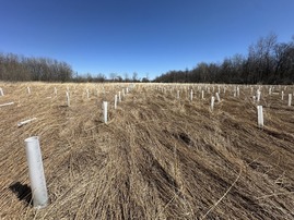 Tubes protecting trees planted on a Wetland Reserve Easement site in Huron County