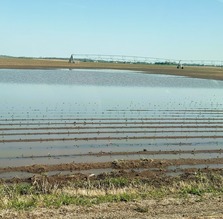 flooded field