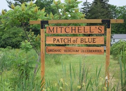 Sign for Mitchell's Patch of Blue blueberry farm in Van Buren County.