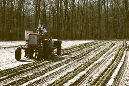 Planting Vegetables Vintage