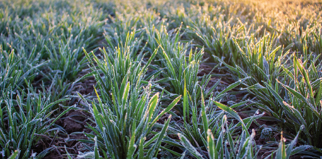 Pic from SDRP Fact Sheet