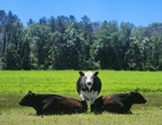 Cows